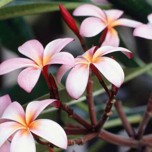 Meet your Posher, Lynn